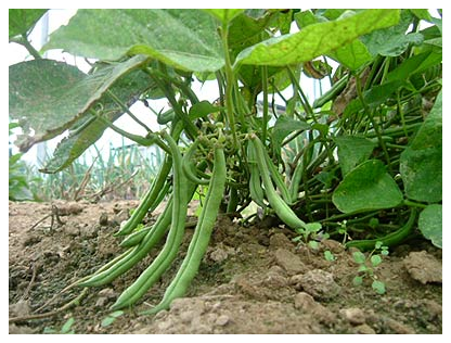 green bean.2